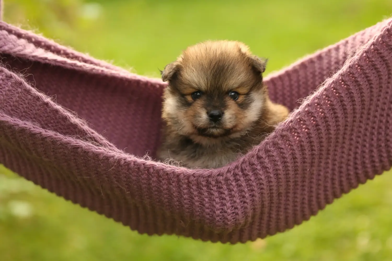 Buying a Spitz puppy means taking responsibility! Buy Spitz puppies.