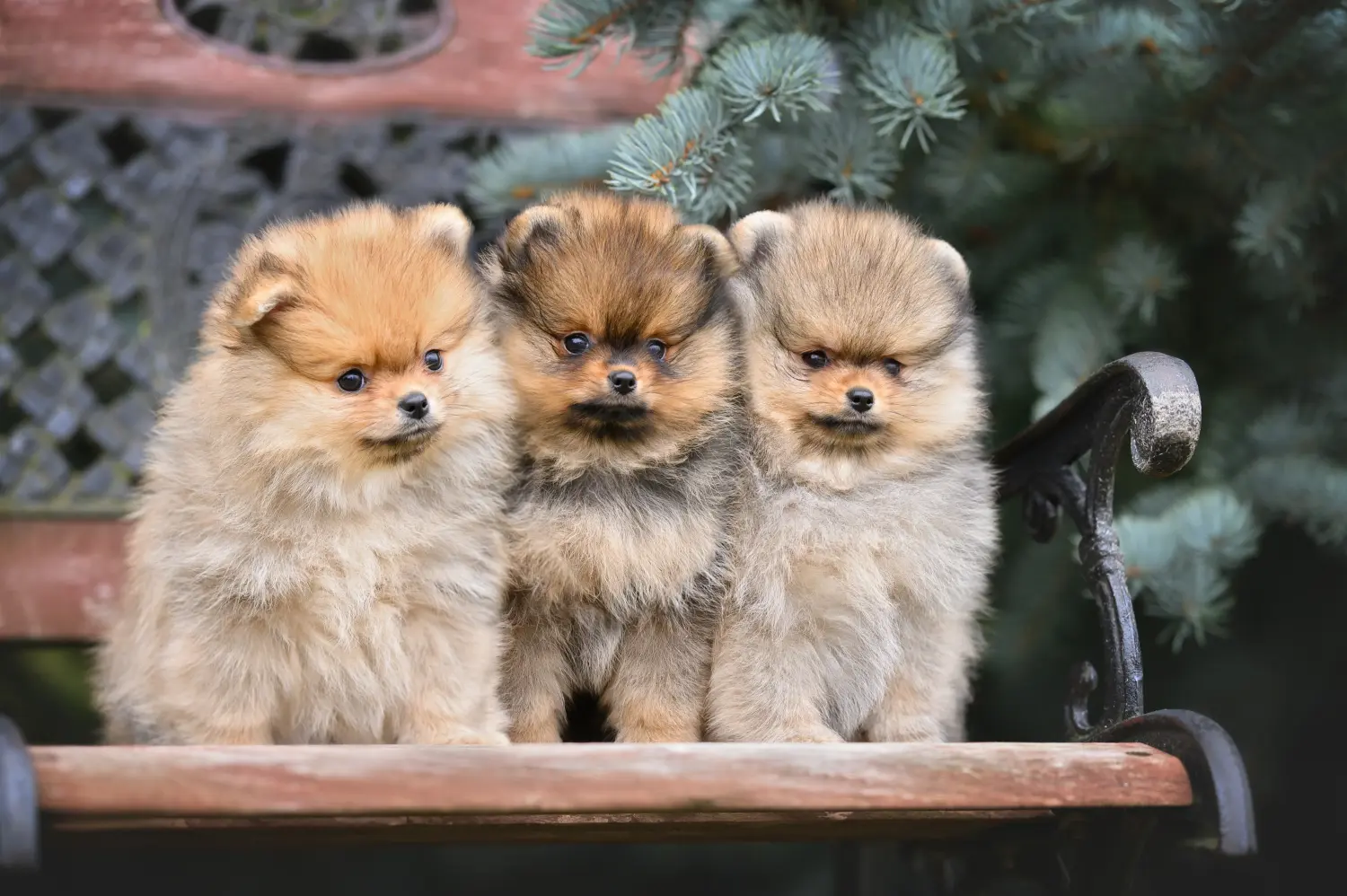 Buying a Spitz puppy means taking responsibility! Buy Spitz puppies.