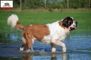 Read more about the article St. Bernard breeders and puppies in California