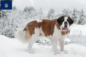 Read more about the article St. Bernard breeders and puppies in Maine
