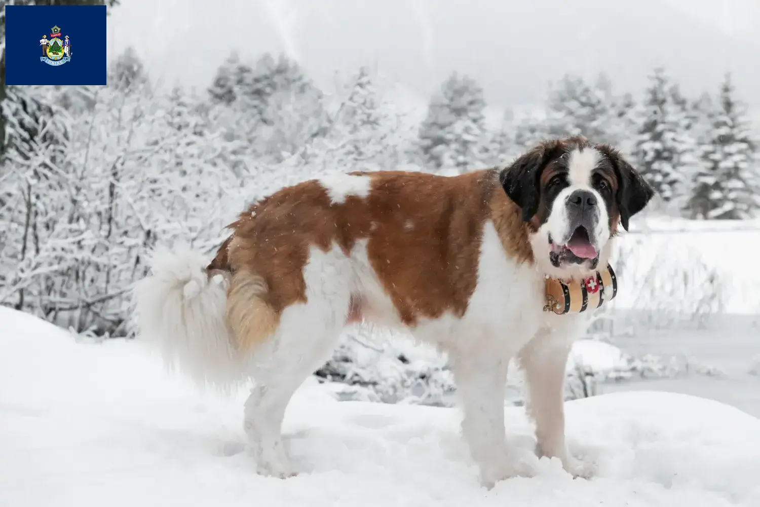 Saint Bernard puppies and breeders Maine Find St. Bernard breeders in Maine here.