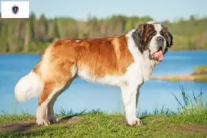 Read more about the article St. Bernard breeders and puppies in Massachusetts