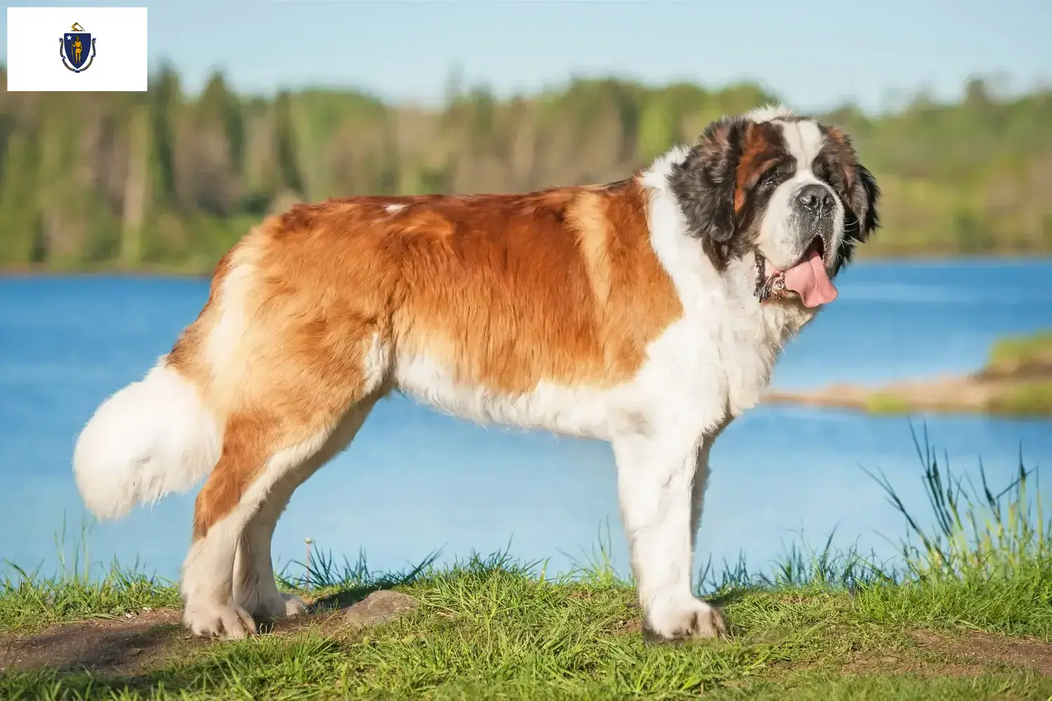 Saint Bernard puppies and breeders Massachusetts Find St. Bernard breeders in Massachusetts.