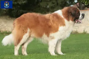 Read more about the article St. Bernard breeders and puppies in Michigan