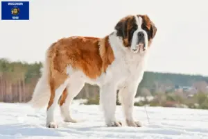 Read more about the article St. Bernard breeders and puppies in Wisconsin