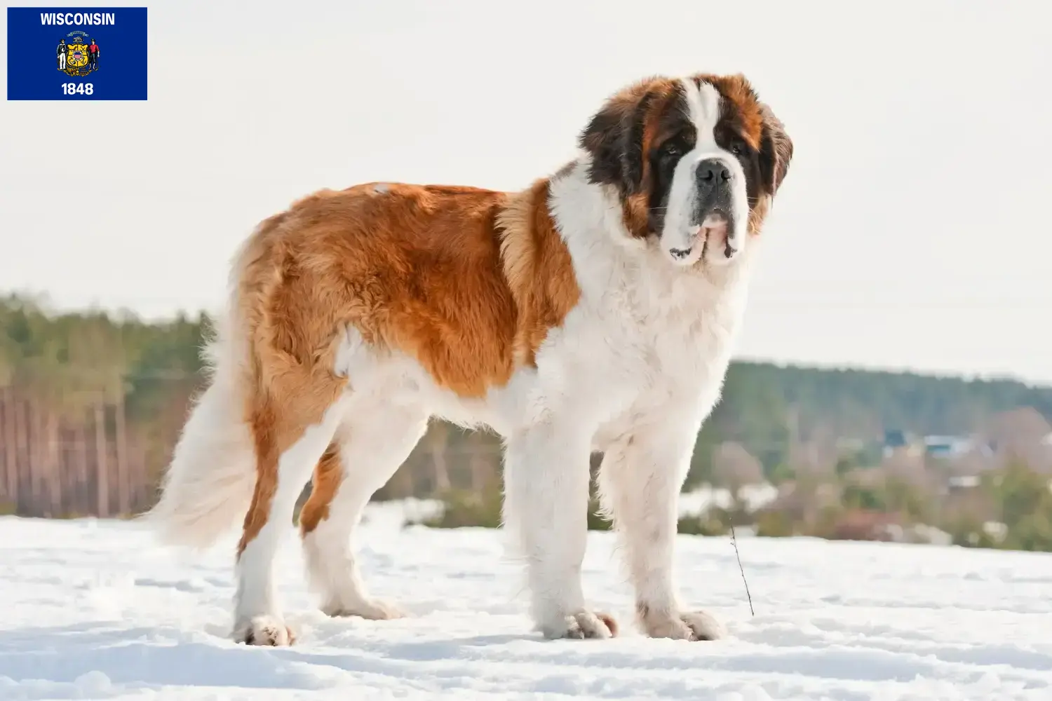 Saint Bernard puppies and breeders Wisconsin Find St. Bernard breeders in Wisconsin.