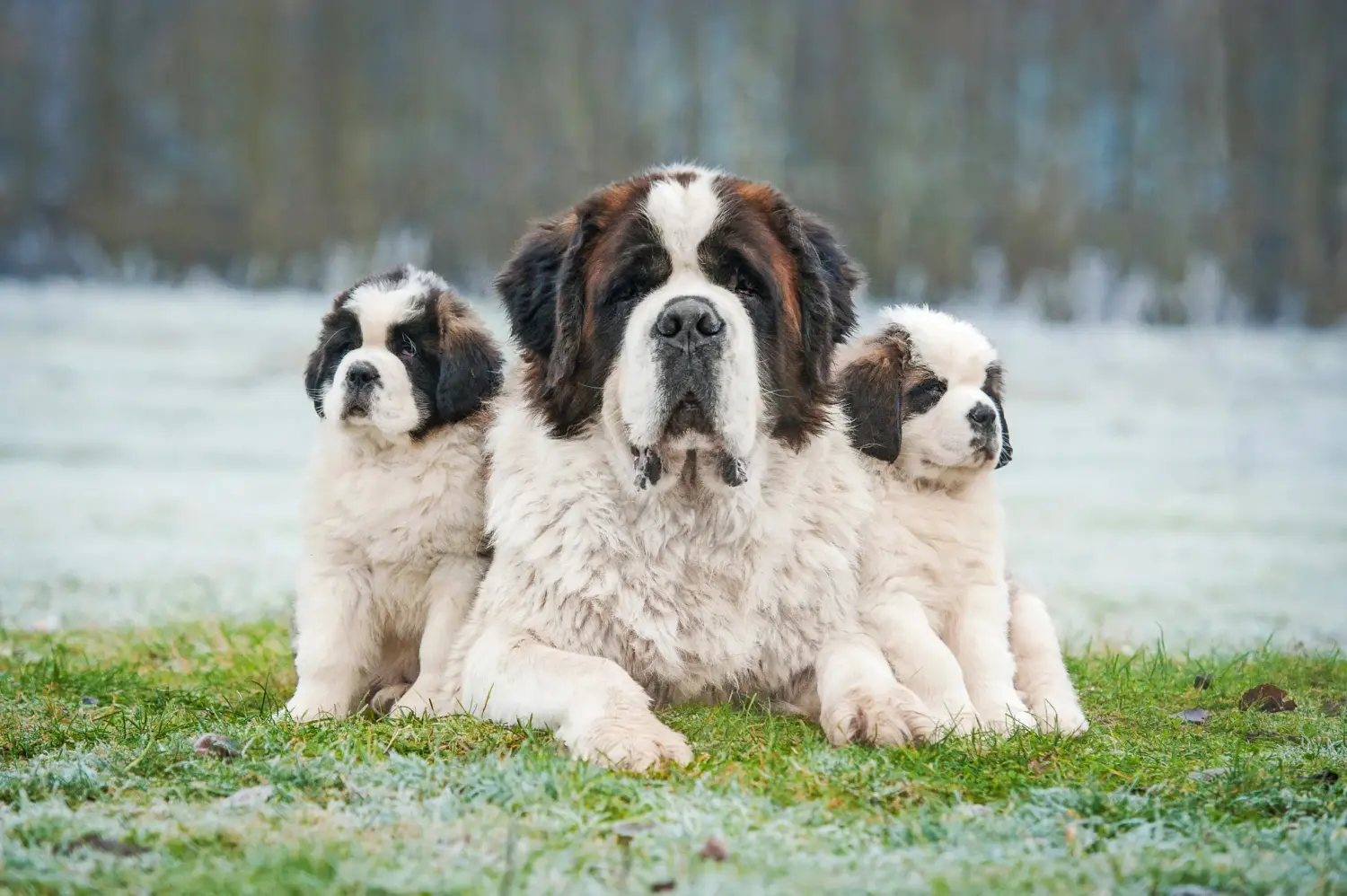 Buying a St. Bernard puppy means taking responsibility! Buying a St. Bernard puppy.