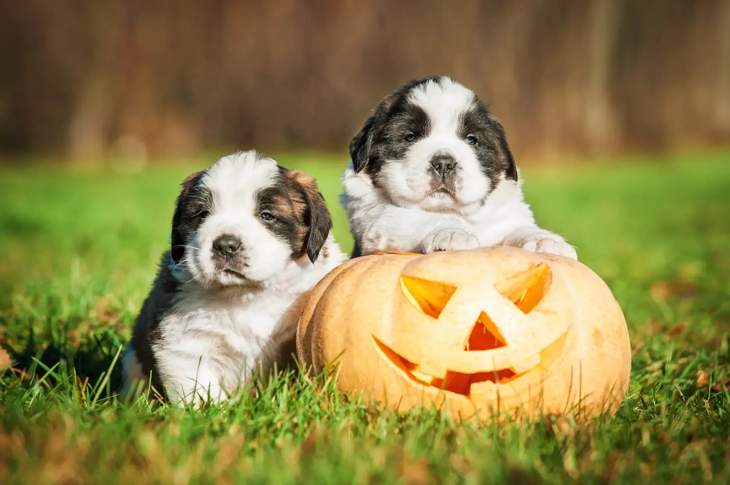 Buying a St. Bernard puppy means taking responsibility! Buying a St. Bernard puppy.