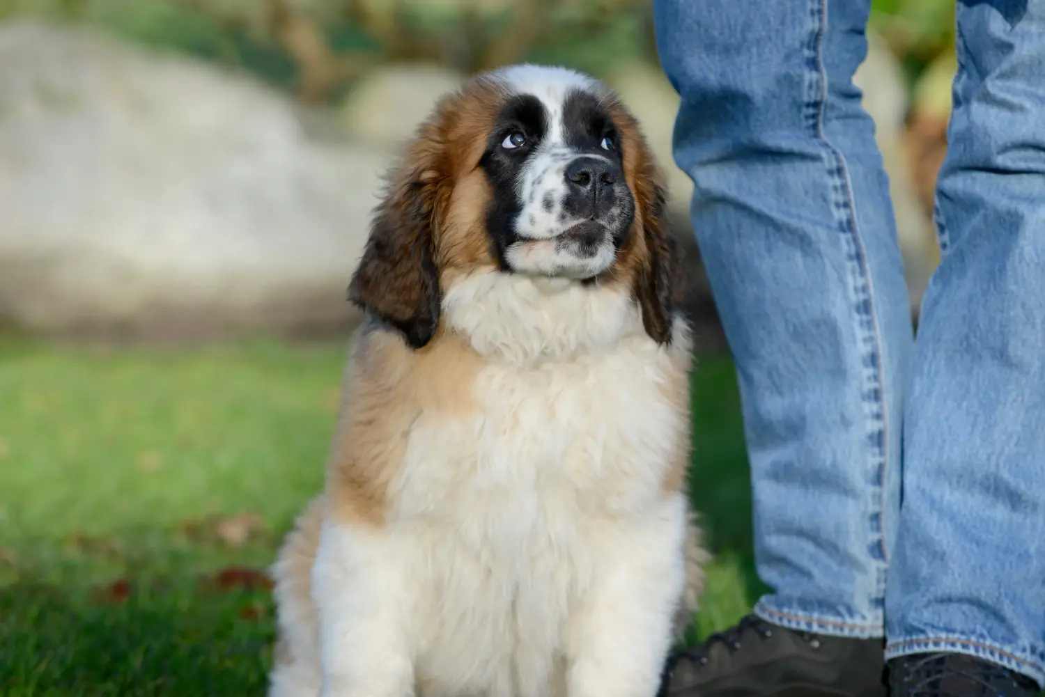 Buying a St. Bernard puppy means taking responsibility! Buying a St. Bernard puppy.
