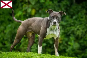 Read more about the article Staffordshire Bull Terrier breeders and puppies in Alabama