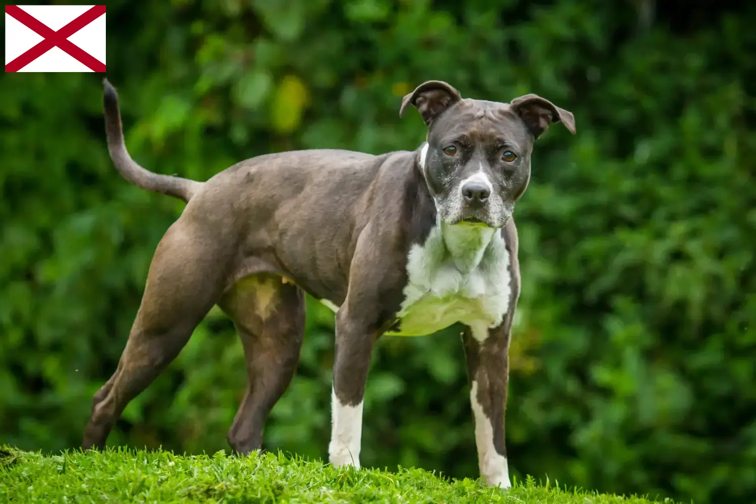 Staffordshire Bull Terrier puppies and breeders Alabama Find Staffordshire Bull Terrier breeders in Alabama.