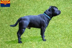 Read more about the article Staffordshire Bull Terrier breeders and puppies in Arizona