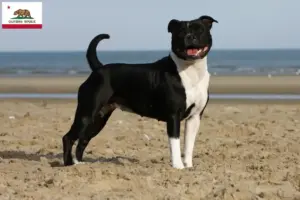 Read more about the article Staffordshire Bull Terrier breeders and puppies in California