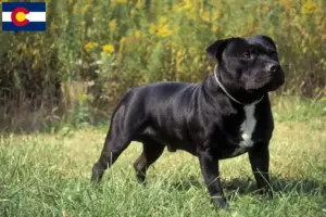 Read more about the article Staffordshire Bull Terrier breeders and puppies in Colorado