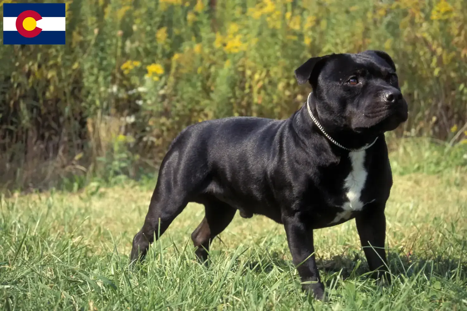 Staffordshire Bull Terrier puppies and breeders Colorado Find Staffordshire Bull Terrier breeders in Colorado.