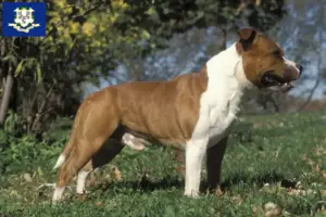 Read more about the article Staffordshire Bull Terrier breeders and puppies in Connecticut