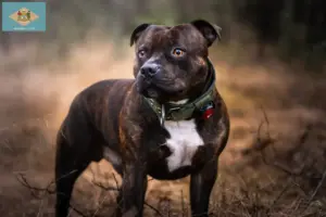 Read more about the article Staffordshire Bull Terrier breeders and puppies in Delaware