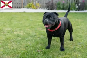Read more about the article Staffordshire Bull Terrier breeders and puppies in Florida