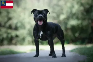 Read more about the article Staffordshire Bull Terrier breeders and puppies in Georgia