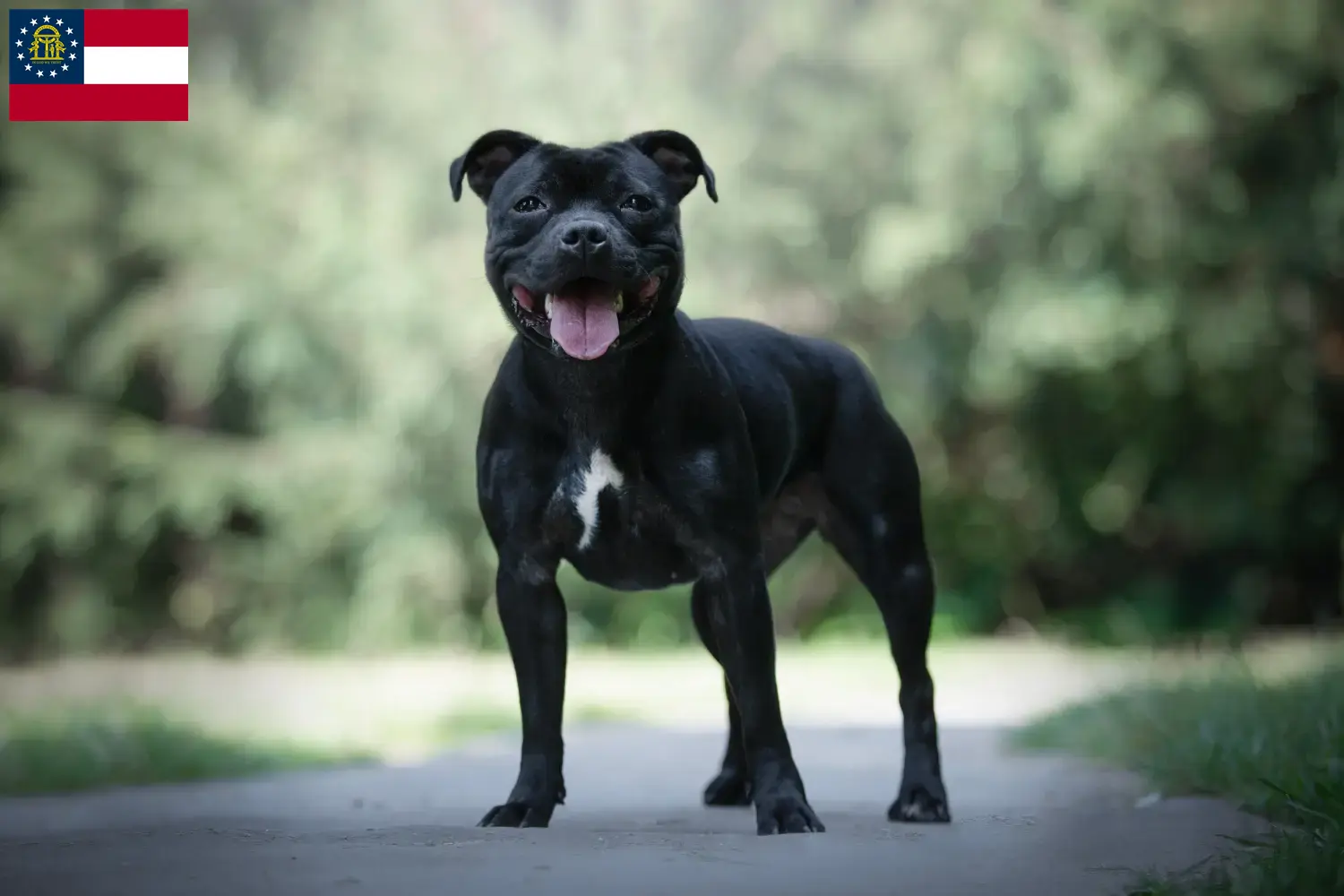 Staffordshire Bull Terrier puppies and breeders Georgia Find Staffordshire Bull Terrier breeders in Georgia.
