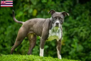 Read more about the article Staffordshire Bull Terrier breeders and puppies in Hawaii