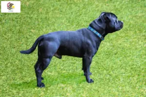 Read more about the article Staffordshire Bull Terrier breeders and puppies in Illinois