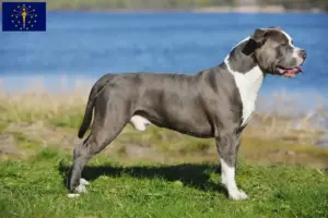 Read more about the article Staffordshire Bull Terrier breeders and puppies in Indiana