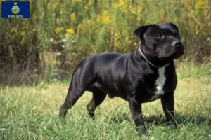 Read more about the article Staffordshire Bull Terrier breeders and puppies in Kansas