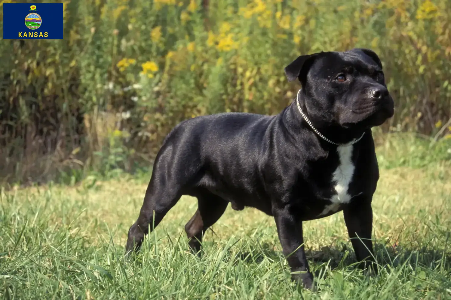 Staffordshire Bull Terrier puppies and breeders Kansas Find Staffordshire Bull Terrier breeders in Kansas.