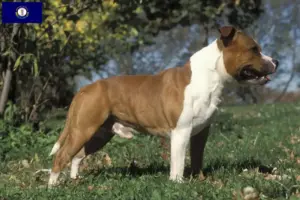 Read more about the article Staffordshire Bull Terrier breeders and puppies in Kentucky