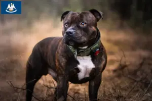 Read more about the article Staffordshire Bull Terrier breeders and puppies in Louisiana