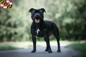 Read more about the article Staffordshire Bull Terrier breeders and puppies in Maryland