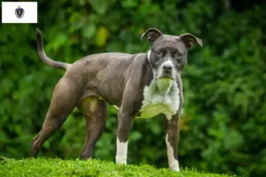 Read more about the article Staffordshire Bull Terrier breeders and puppies in Massachusetts
