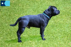 Read more about the article Staffordshire Bull Terrier breeders and puppies in Minnesota