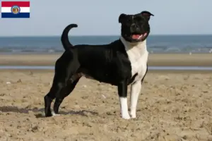 Read more about the article Staffordshire Bull Terrier breeders and puppies in Missouri