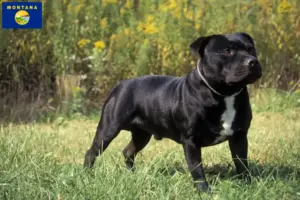 Read more about the article Staffordshire Bull Terrier breeders and puppies in Montana