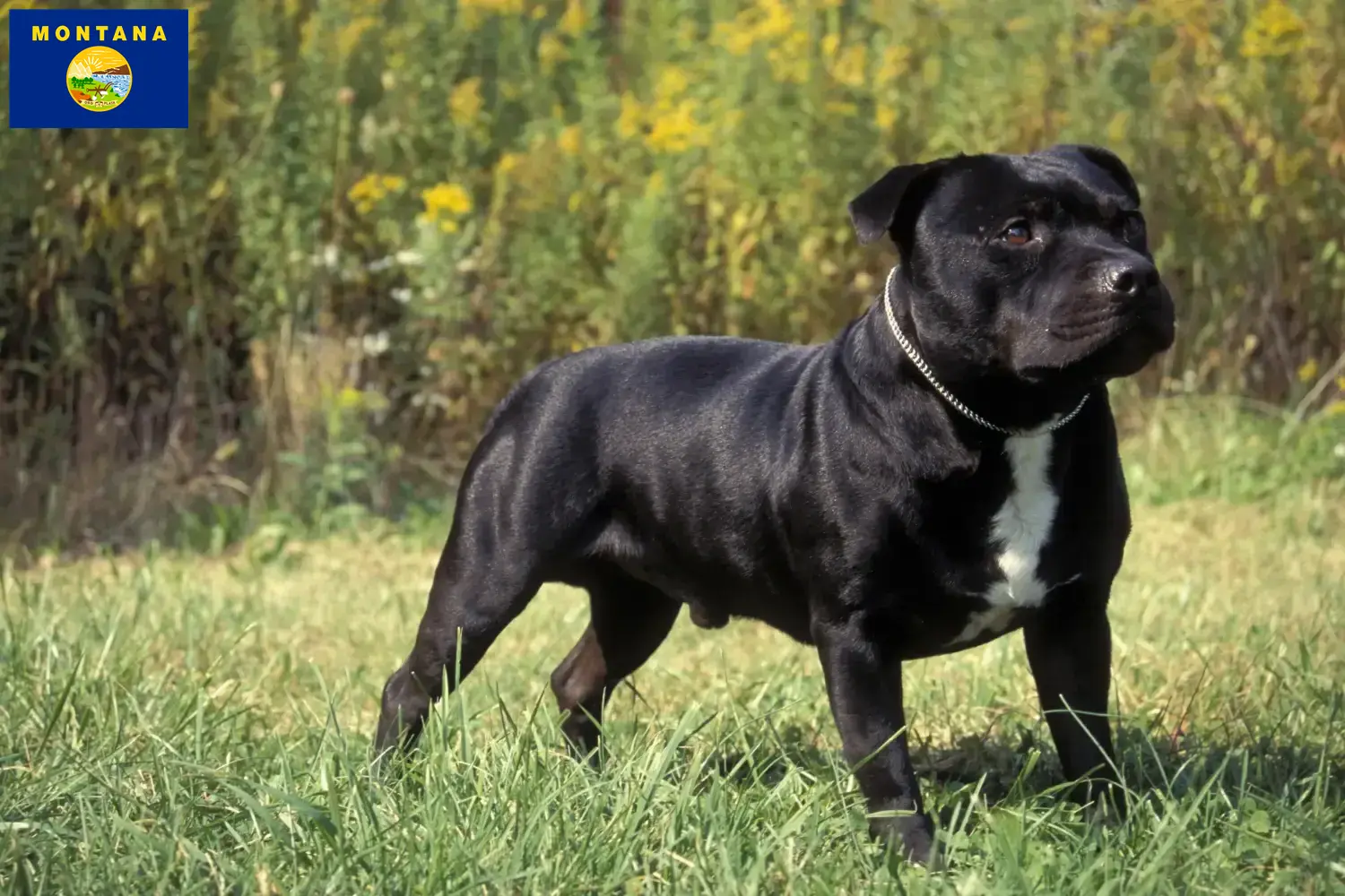 Staffordshire Bull Terrier puppies and breeders Montana Find Staffordshire Bull Terrier breeders in Montana.