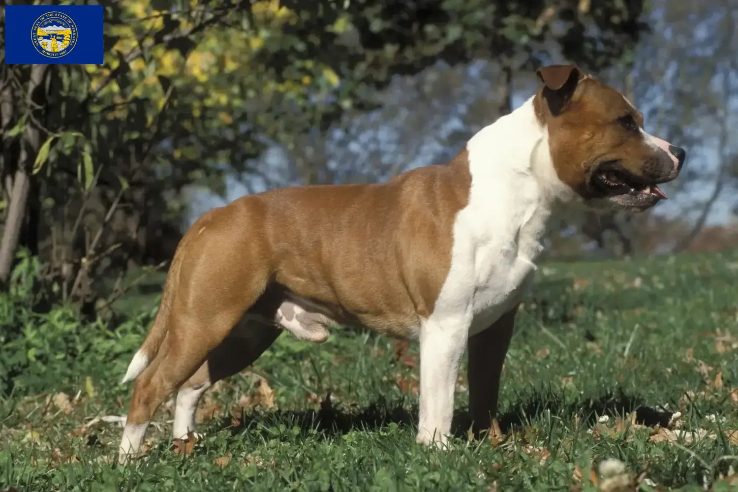 Staffordshire Bull Terrier puppies and breeders Nebraska Find Staffordshire Bull Terrier breeders in Nebraska.