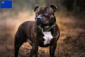 Read more about the article Staffordshire Bull Terrier breeders and puppies in Nevada
