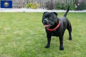 Read more about the article Staffordshire Bull Terrier breeders and puppies in New Hampshire