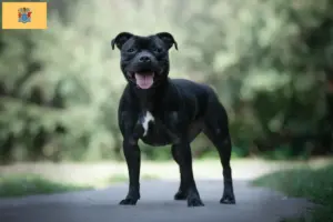 Read more about the article Staffordshire Bull Terrier breeders and puppies in New Jersey