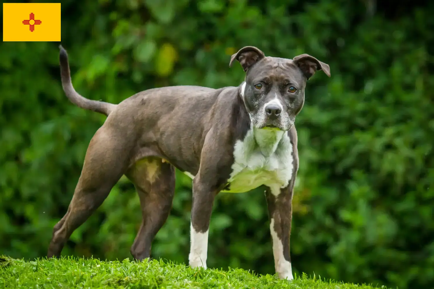 Staffordshire Bull Terrier puppies and breeders New Mexico Find Staffordshire Bull Terrier breeders in New Mexico.