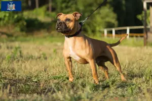 Read more about the article Staffordshire Bull Terrier breeders and puppies in New York