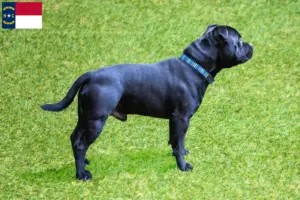 Read more about the article Staffordshire Bull Terrier breeders and puppies in North Carolina