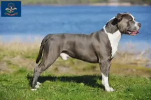 Read more about the article Staffordshire Bull Terrier breeders and puppies in North Dakota