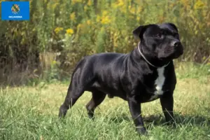 Read more about the article Staffordshire Bull Terrier breeders and puppies in Oklahoma