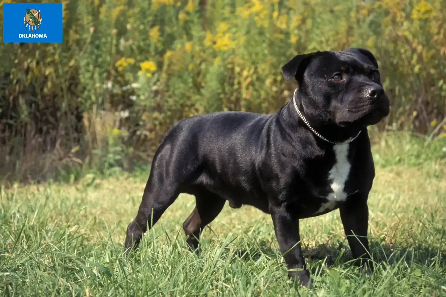 Staffordshire Bull Terrier puppies and breeders Oklahoma Find Staffordshire Bull Terrier breeders in Oklahoma.