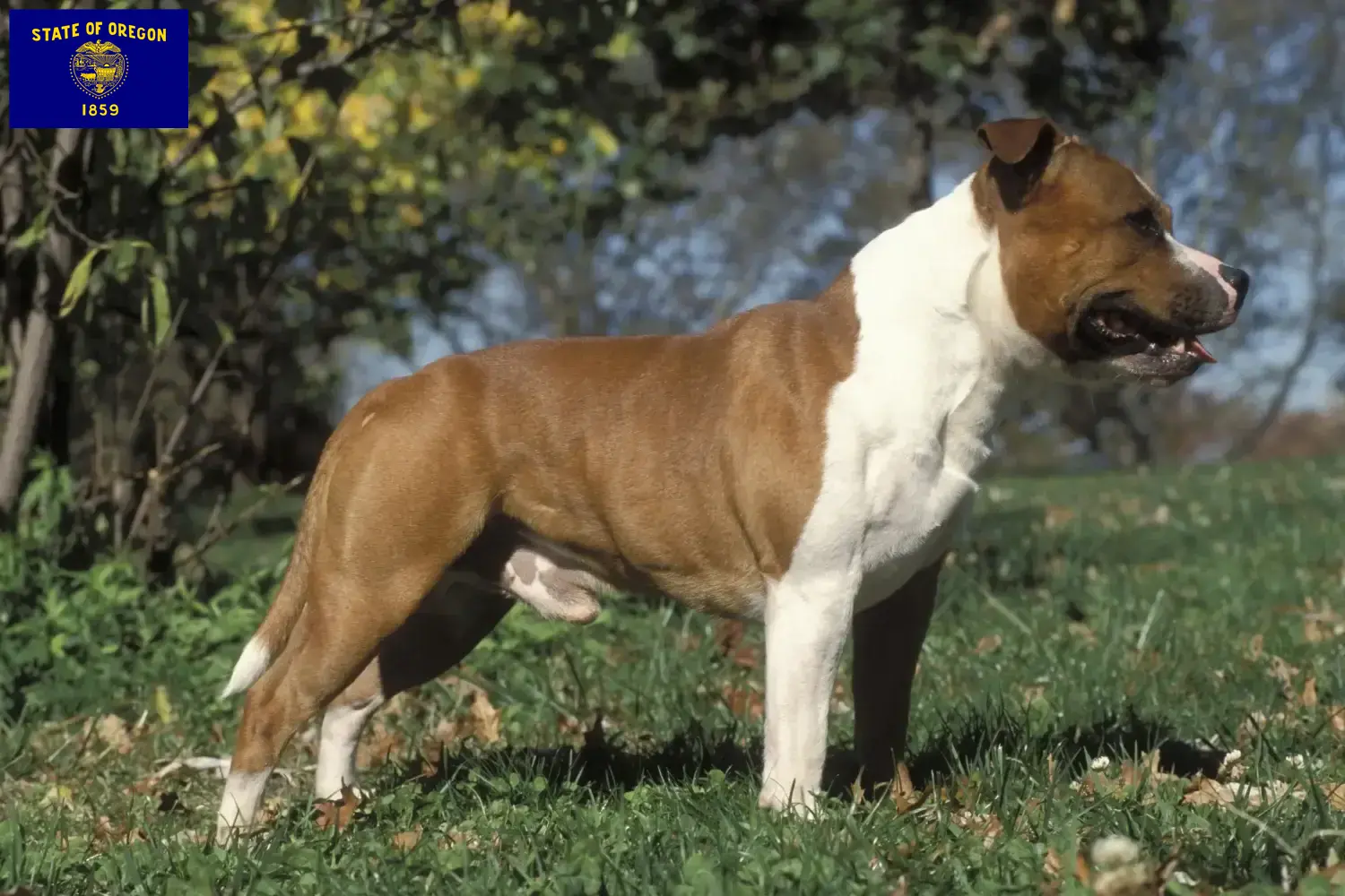 Staffordshire Bull Terrier puppies and breeders Oregon Find Staffordshire Bull Terrier breeders in Oregon.