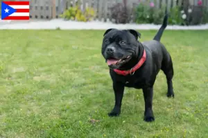 Read more about the article Staffordshire Bull Terrier breeders and puppies in Puerto Rico