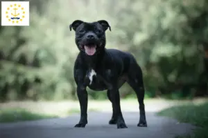 Read more about the article Staffordshire Bull Terrier breeders and puppies in Rhode Island